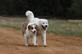 PODHALE & BERGER AUSTRALIEN 077